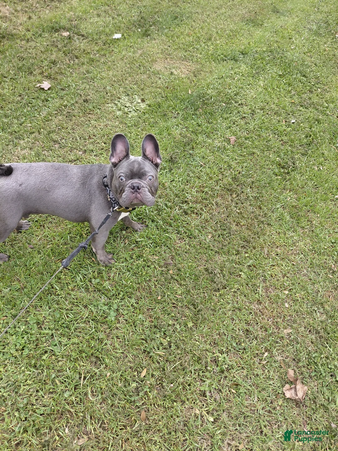 French Bulldog dogs for sale: French Bulldog Puppy 1 - Ad 2