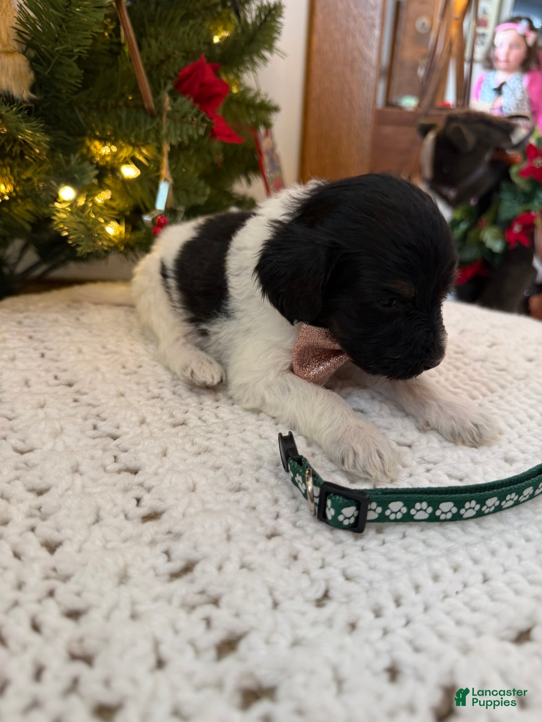 Mixed Breed dogs for sale: Frank - Ad 3