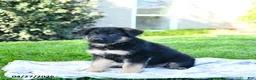 German Shepherd dogs for sale: Lazer - Ad 5
