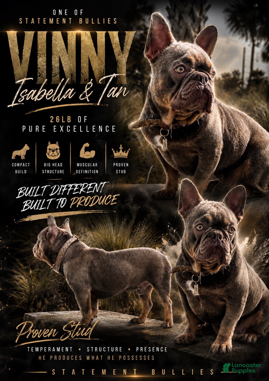 French Bulldog dogs for stud: Vinny (stud service) - Ad 1