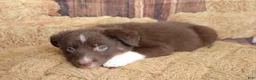 Australian Shepherd dogs for sale: Fern  - Ad 3