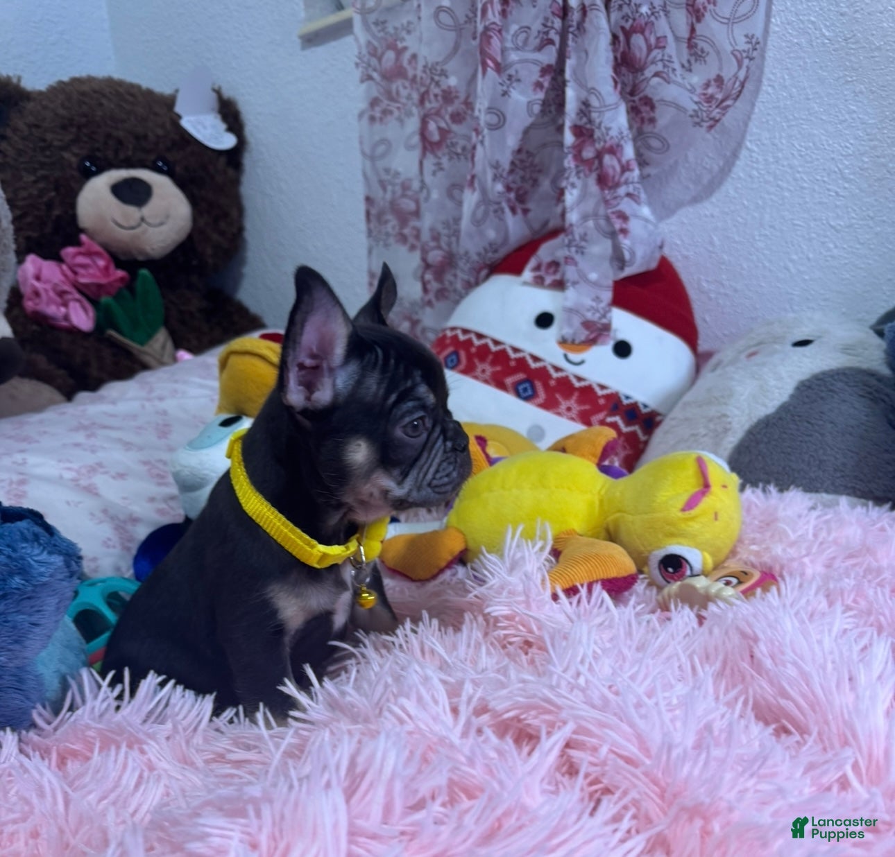 French Bulldog dogs French Bulldog Puppy  - Ad 2