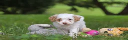 Cavapoo dogs for sale: Mia - Ad 8