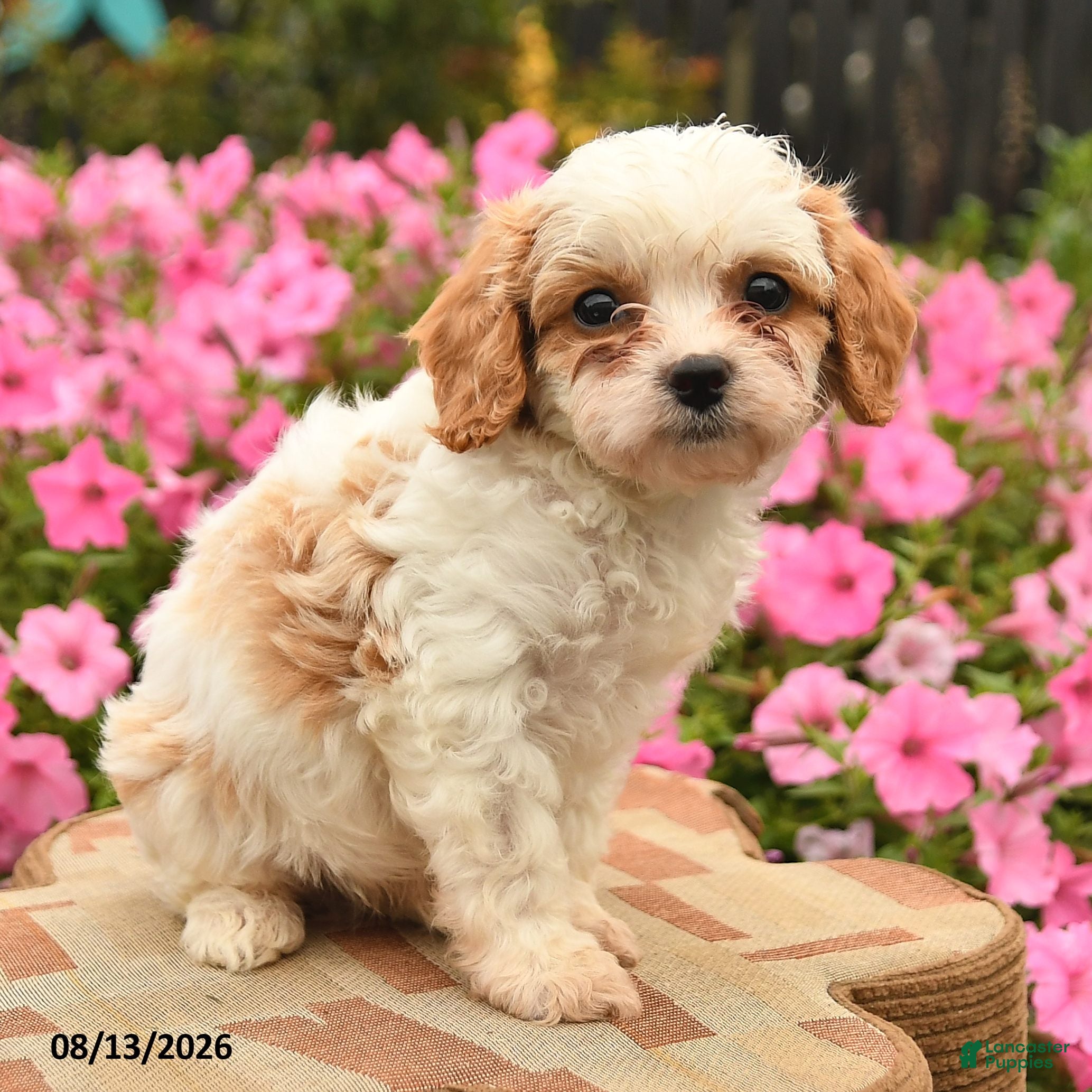 Cavapoo dogs Charlie  - Ad 2