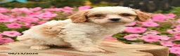 Cavapoo dogs for sale: Charlie  - Ad 2