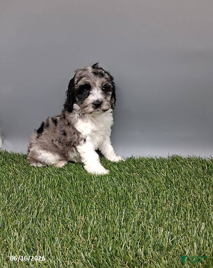 Cockapoo dogs Cody - Ad 1
