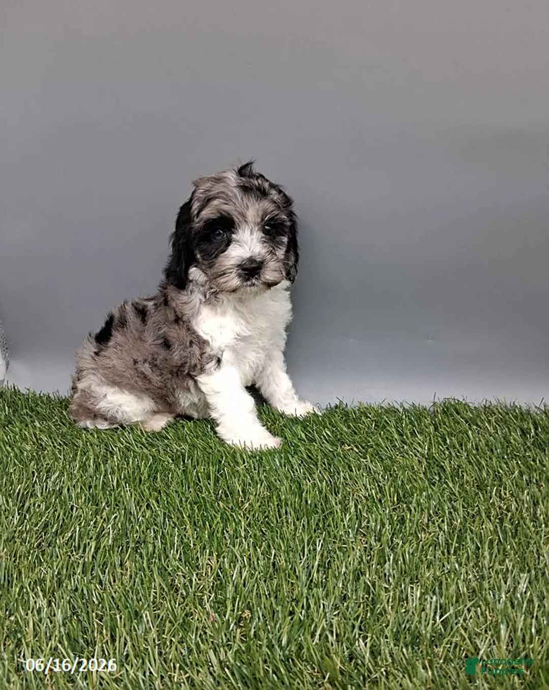 Cockapoo dogs for sale: Cody - Ad 1