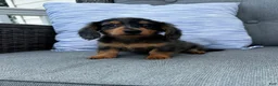 Miniature Dachshund dogs for sale: Leo - Ad 8