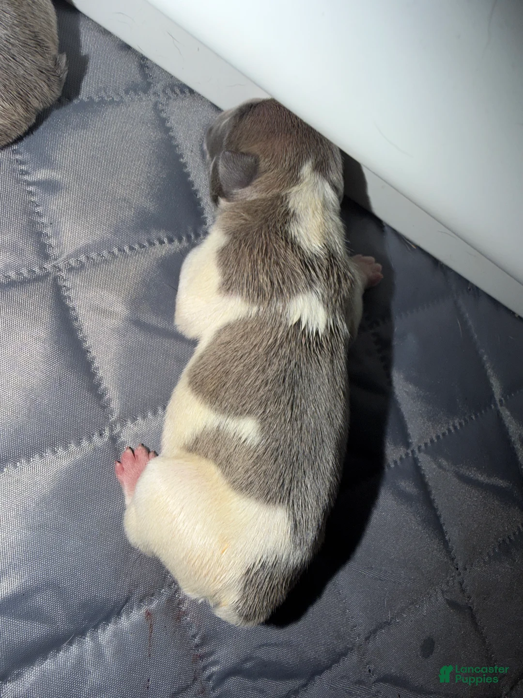 French Bulldog dogs for sale: French Bulldog 7 - Ad 1