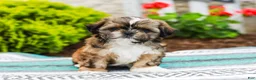 Shih Tzu dogs for sale: Barley (Raised in Home, Crate Trained & Potty Training!) - Ad 6