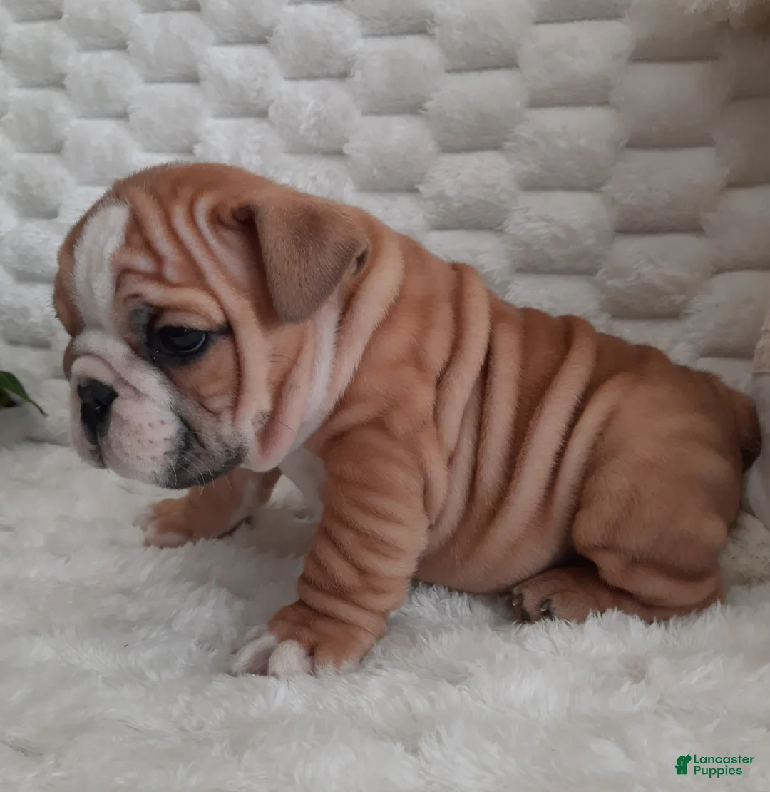 English Bulldog dogs for sale: Duke - Ad 2