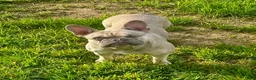 French Bulldog dogs for sale: Ron - Ad 6