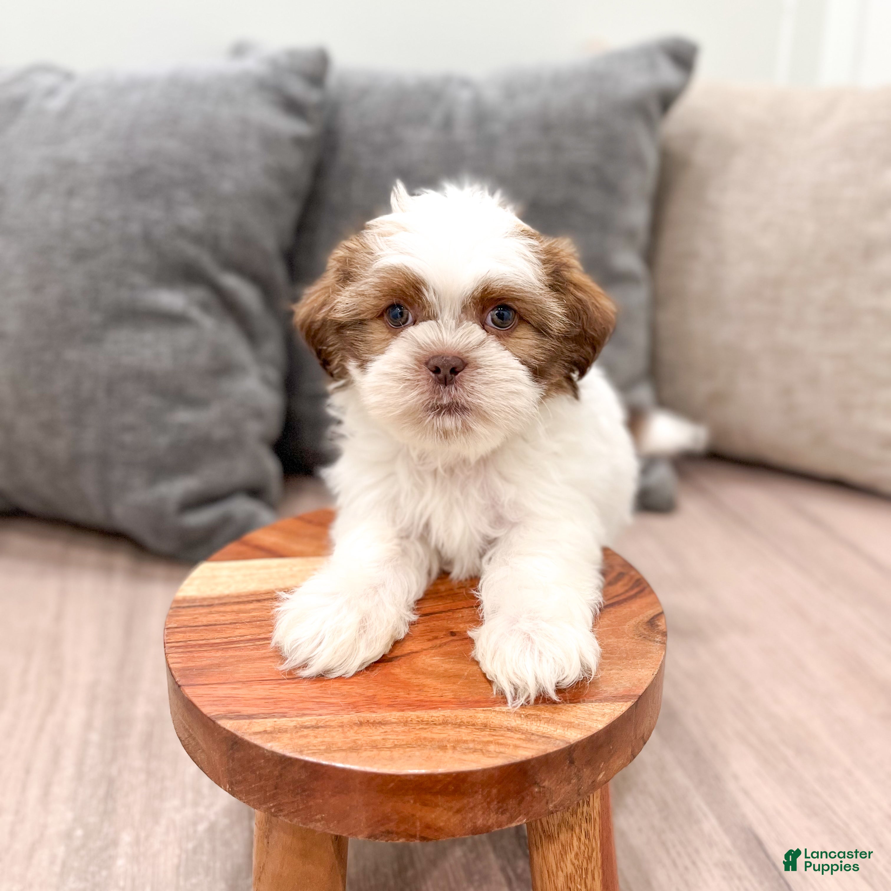 Shih Tzu dogs Camp - Ad 2