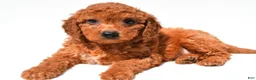 Mini Goldendoodle dogs for sale: Fran - Ad 4