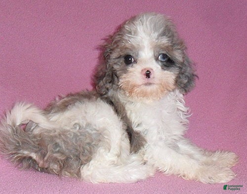 Cockapoo dogs Katie - Ad 1