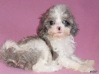 Cockapoo dogs for sale: Katie - Ad 2