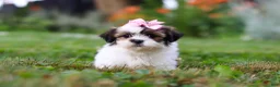 Shih Tzu dogs for sale: Summer - Ad 4