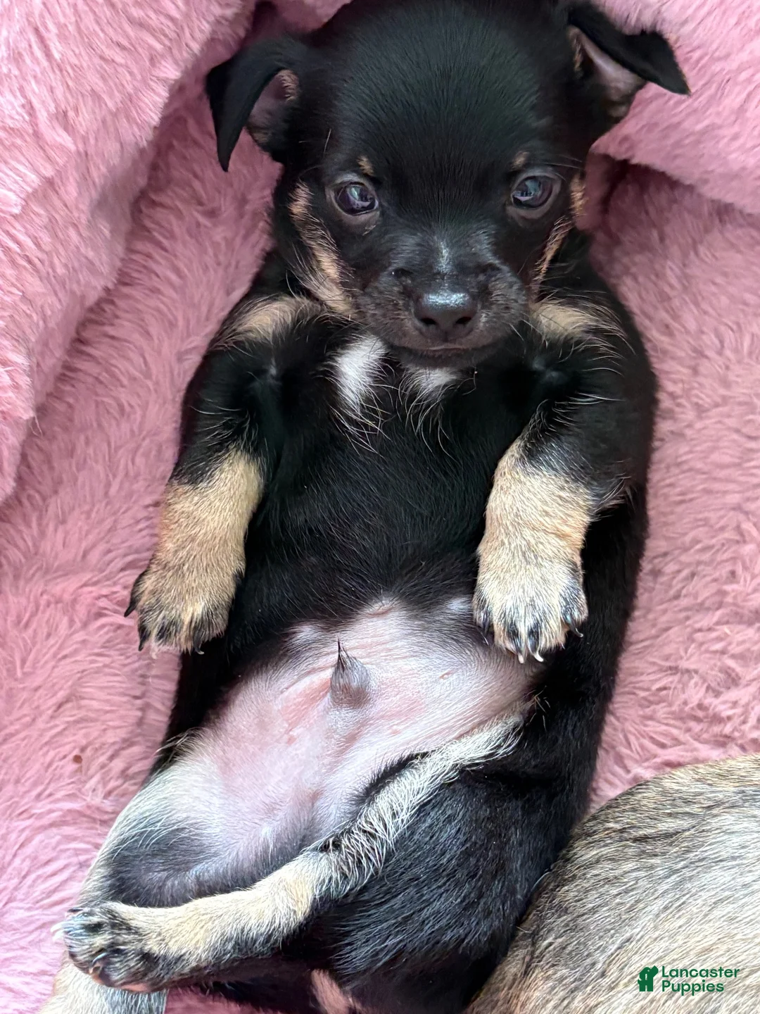 Chihuahua dogs for sale: Chihuahua 1 - Ad 1