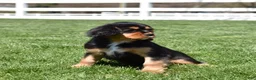 Cavalier King Charles Spaniel dogs for sale: Aspen - Ad 5