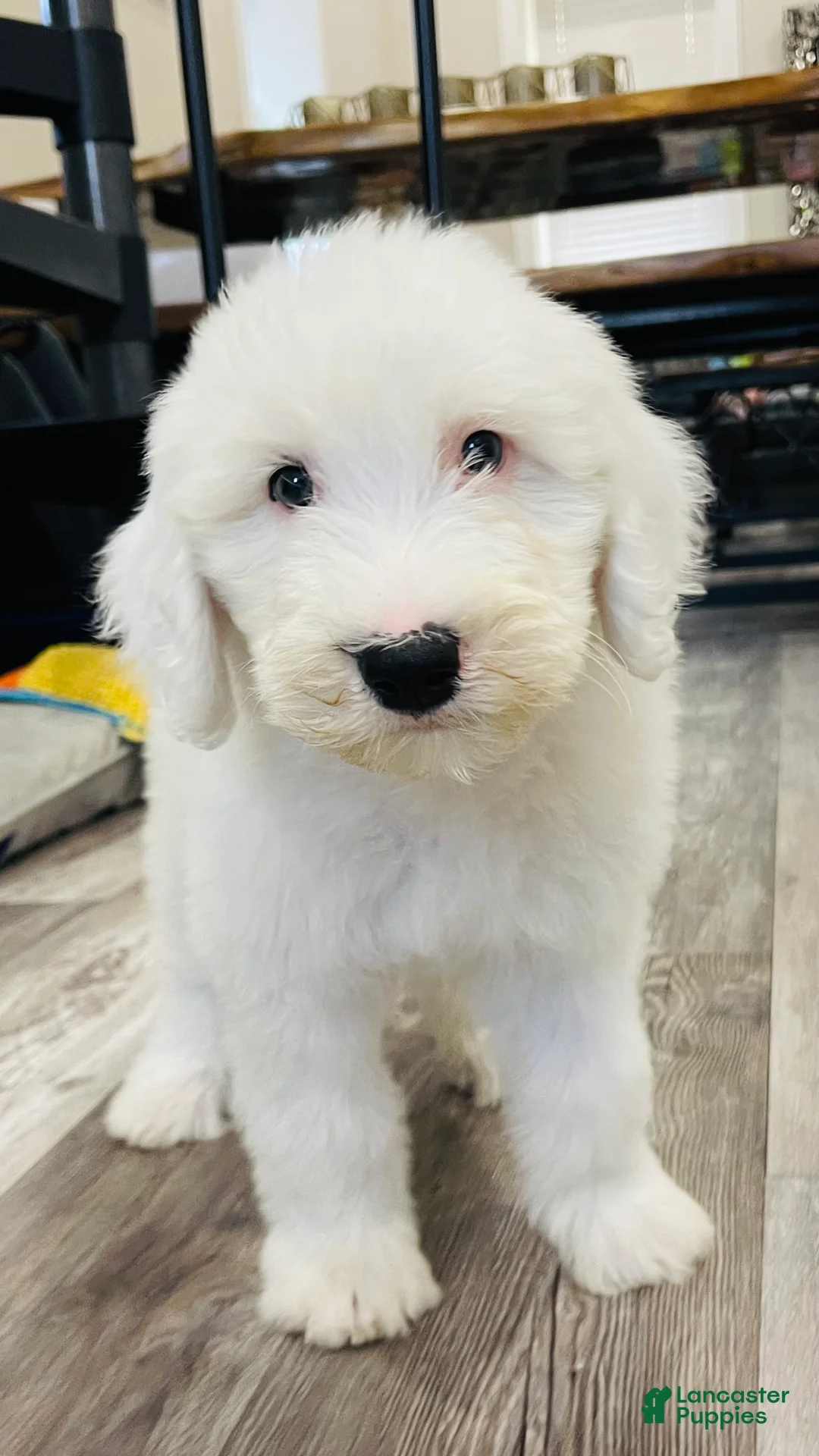 Sheepadoodle dogs for sale: Angel  - Ad 2