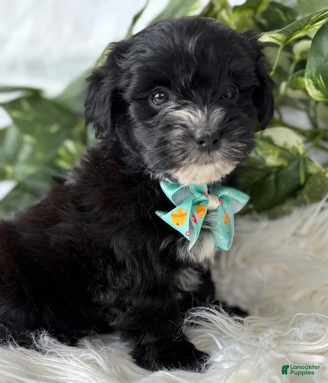 Morkie dogs for sale: Prince  - Ad 17