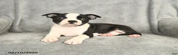Boston Terrier dogs for sale: Blossom - Ad 3