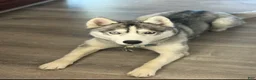 Siberian Husky dogs for sale:  Valkiera - Ad 7