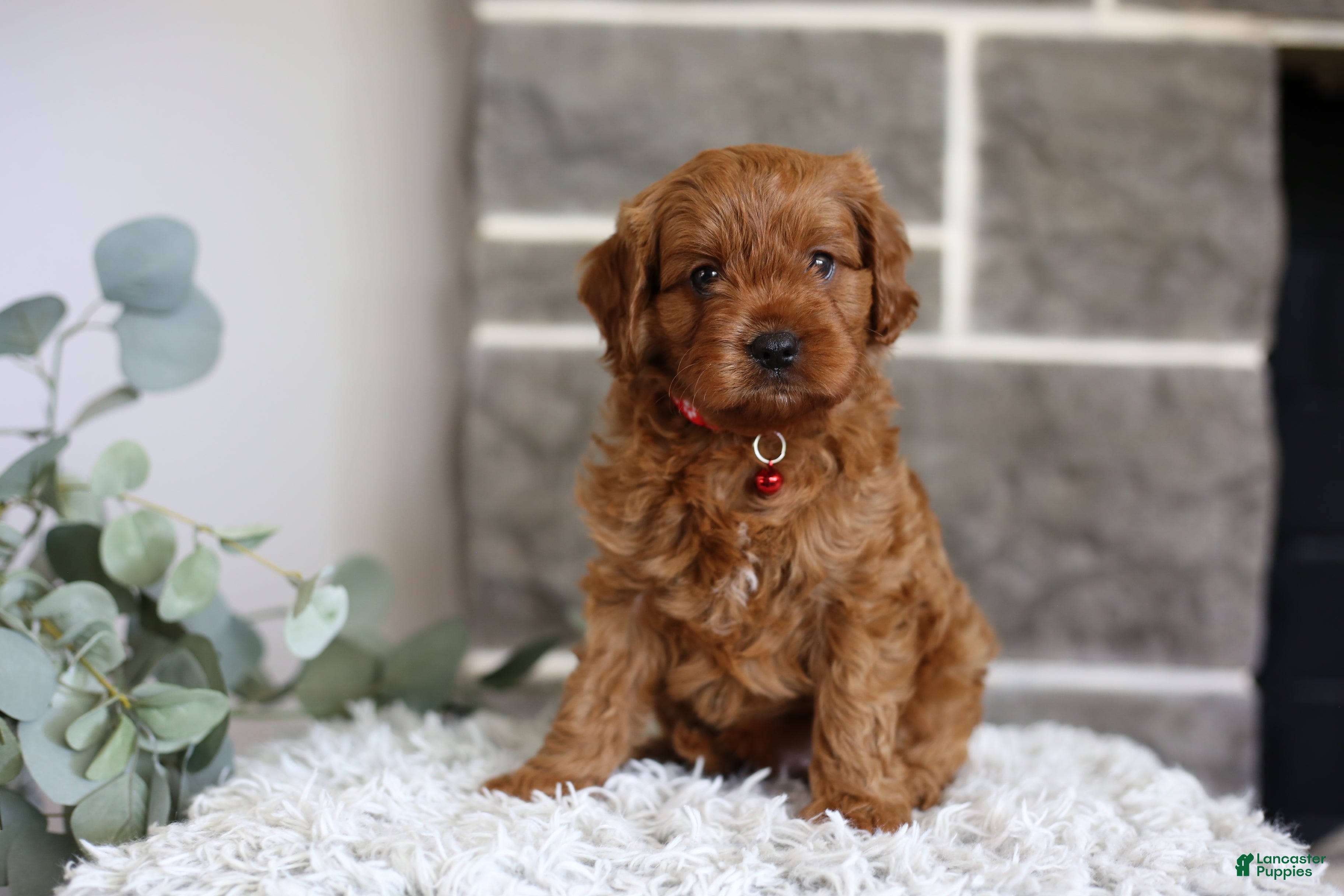Cavapoo dogs Solly  - Ad 2