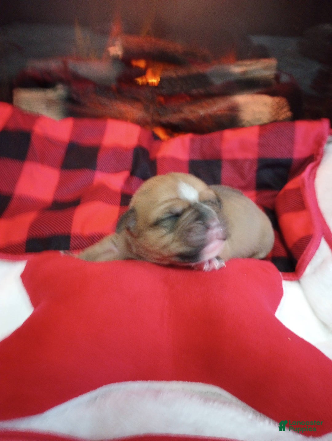 Olde English Bulldogge dogs for sale: Olde English Bulldogge Puppy 3 - Ad 2