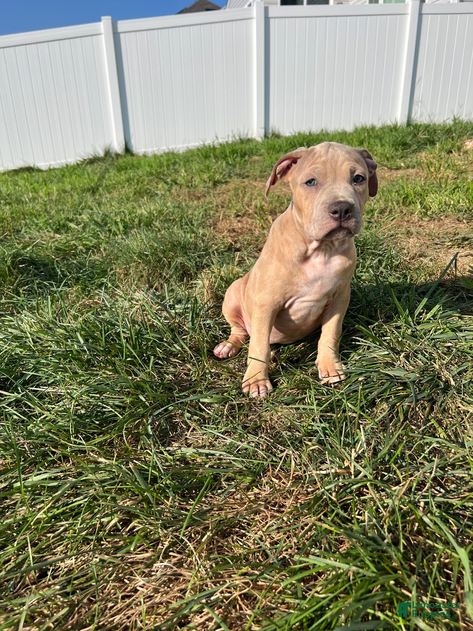 American Bully dogs American Bully 4 - Ad 6