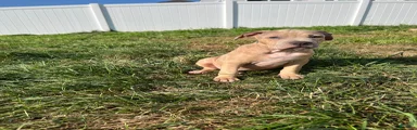 American Bully 4