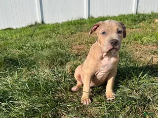 American Bully dogs American Bully 4 - Ad 6