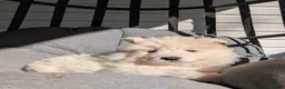 Samoyed dogs for sale: Emma - Ad 1