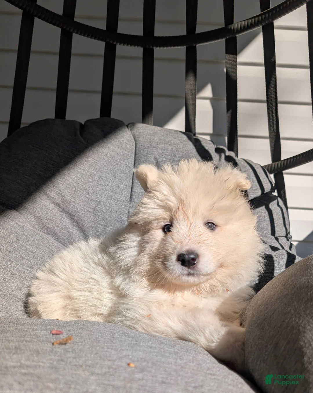 Samoyed dogs for sale: Emma - Ad 1