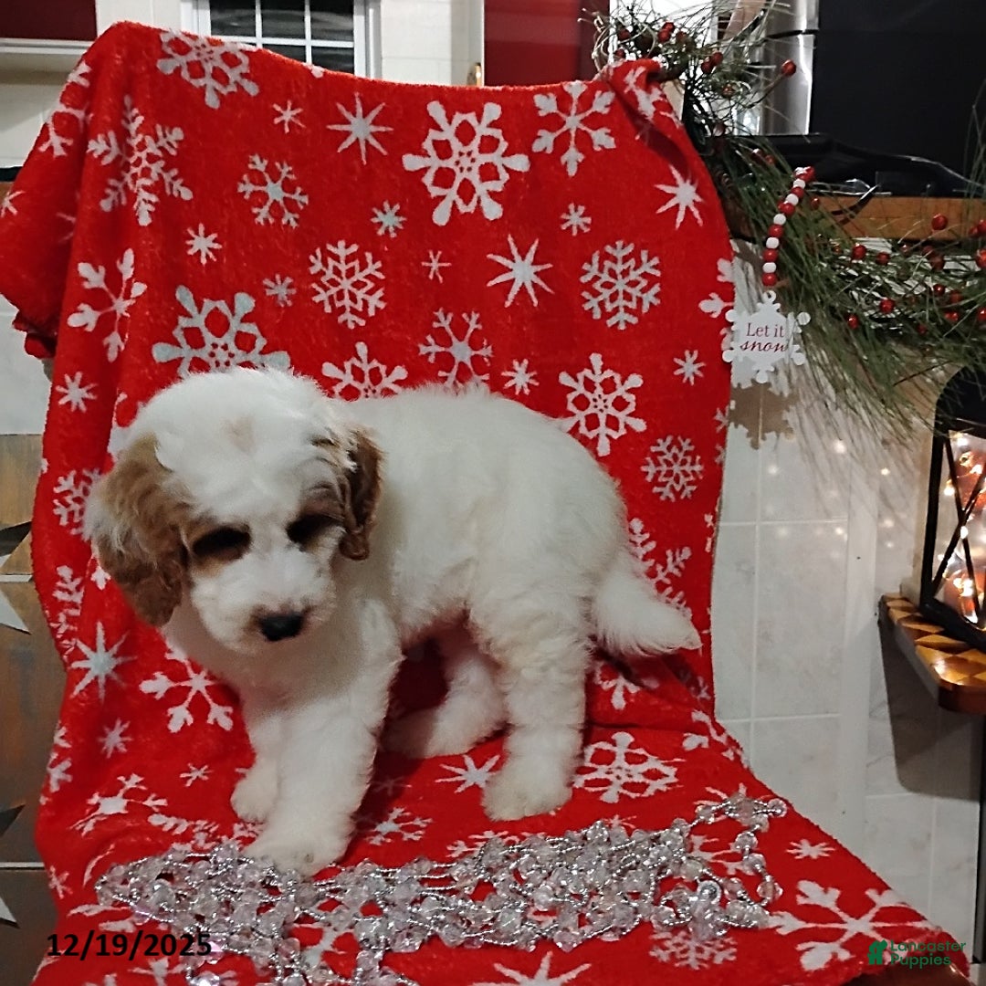 Mini Goldendoodle dogs for sale: Ronald - Ad 2