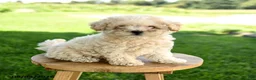 Maltipoo dogs for sale: Peanut  - Ad 1