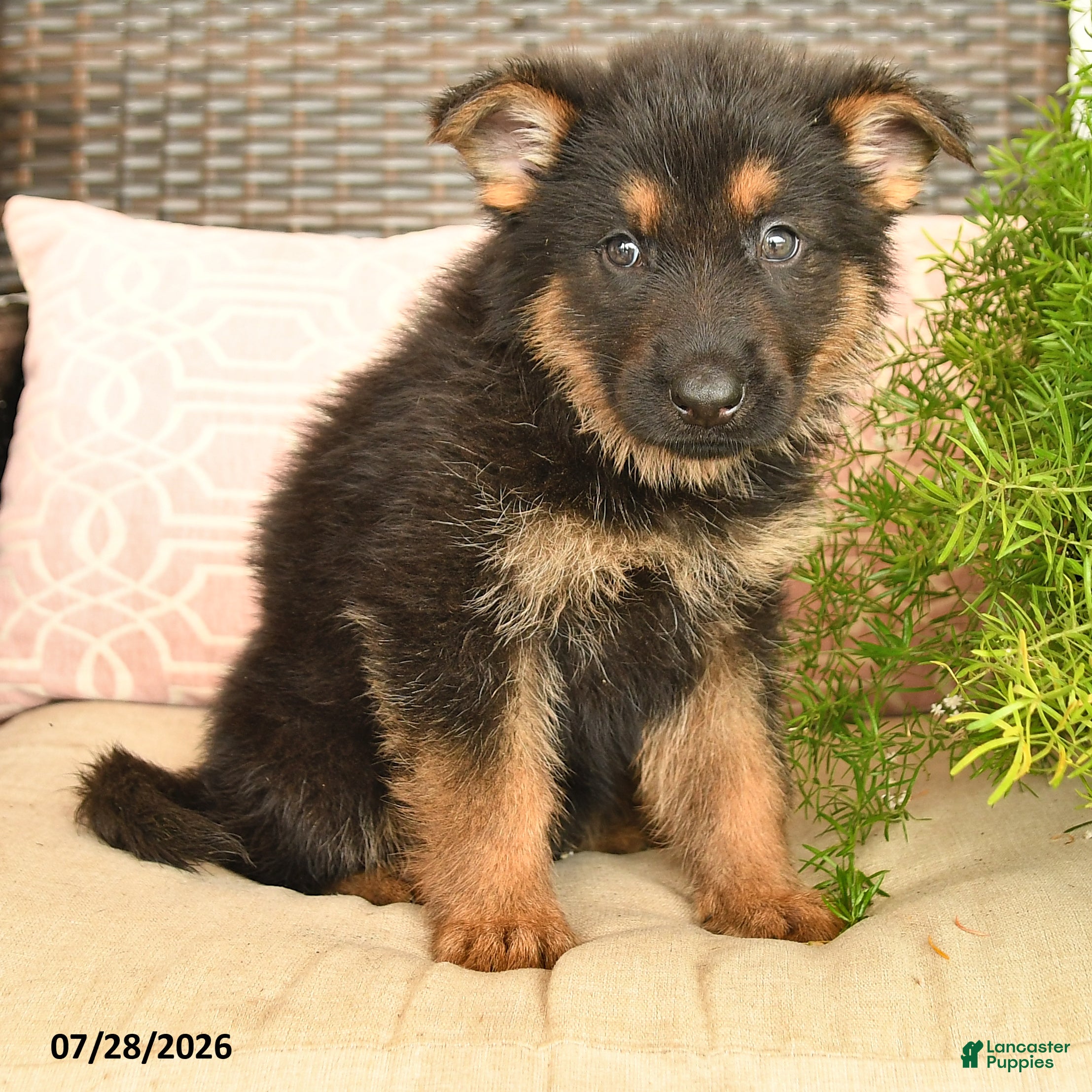 German Shepherd dogs Lucky - Ad 2