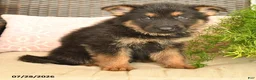 German Shepherd dogs for sale: Lucky - Ad 2