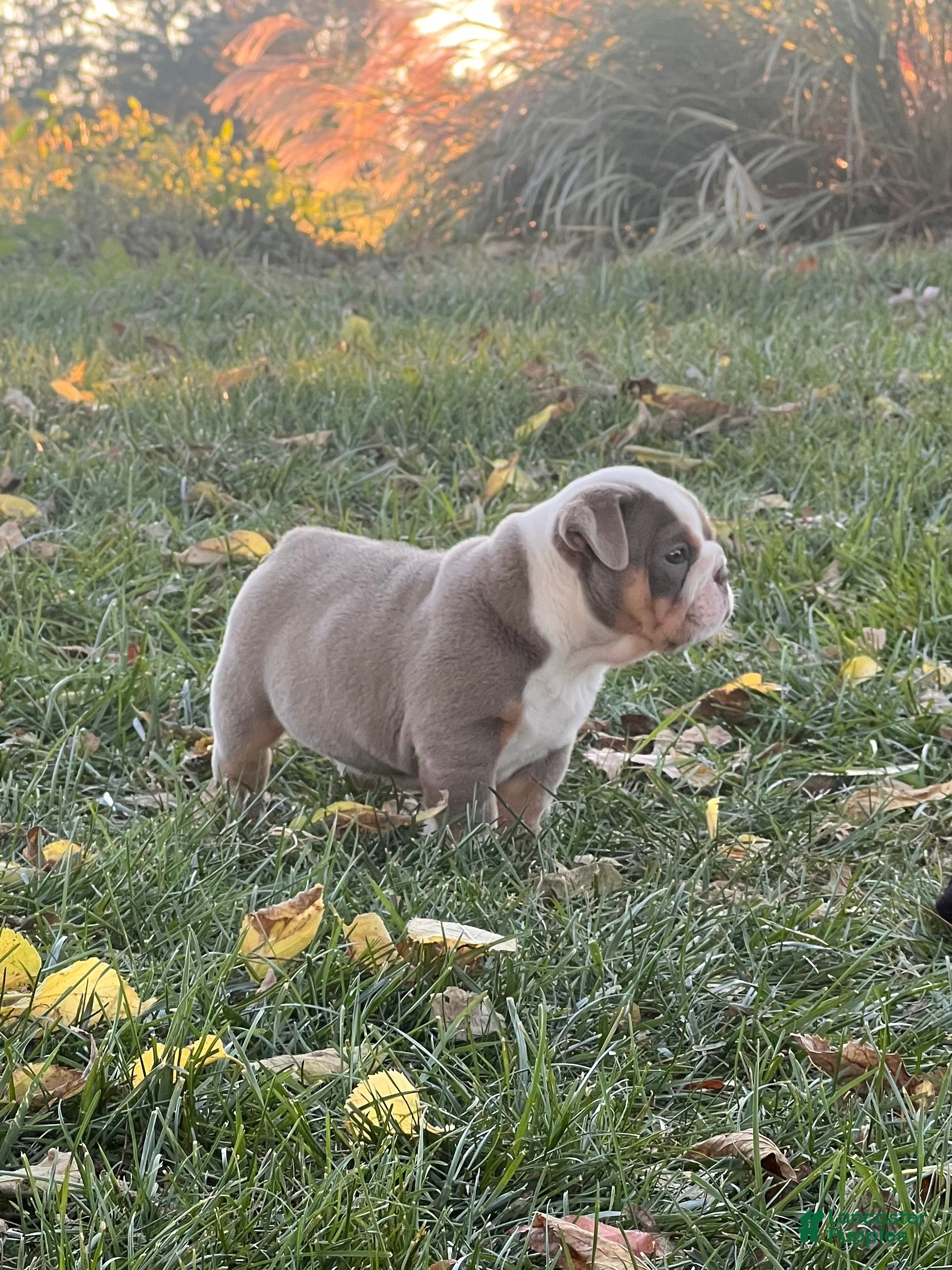 English Bulldog dogs for sale: Ginger Bee - Ad 1