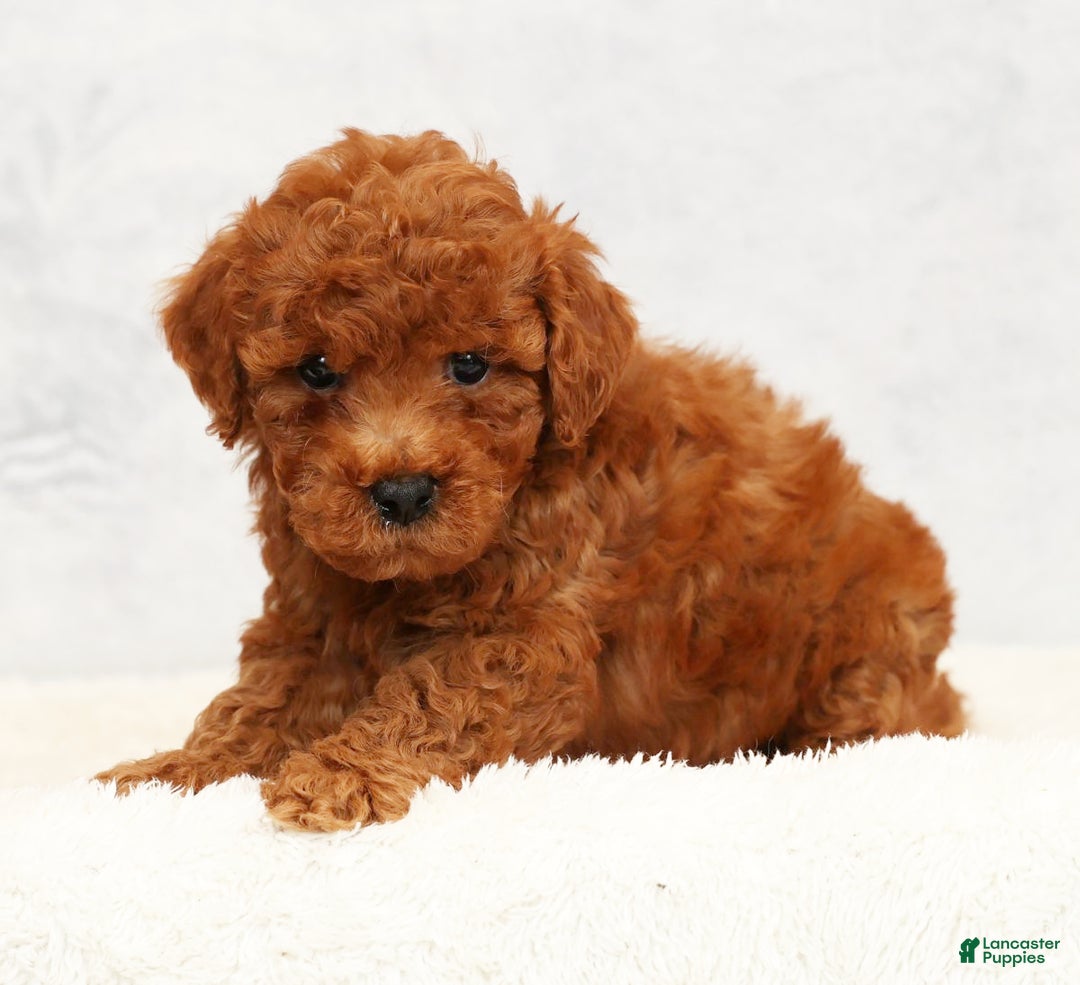 Bichpoo dogs for sale: Elliot - Ad 7