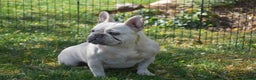 French Bulldog dogs for sale: Snowball - Ad 3