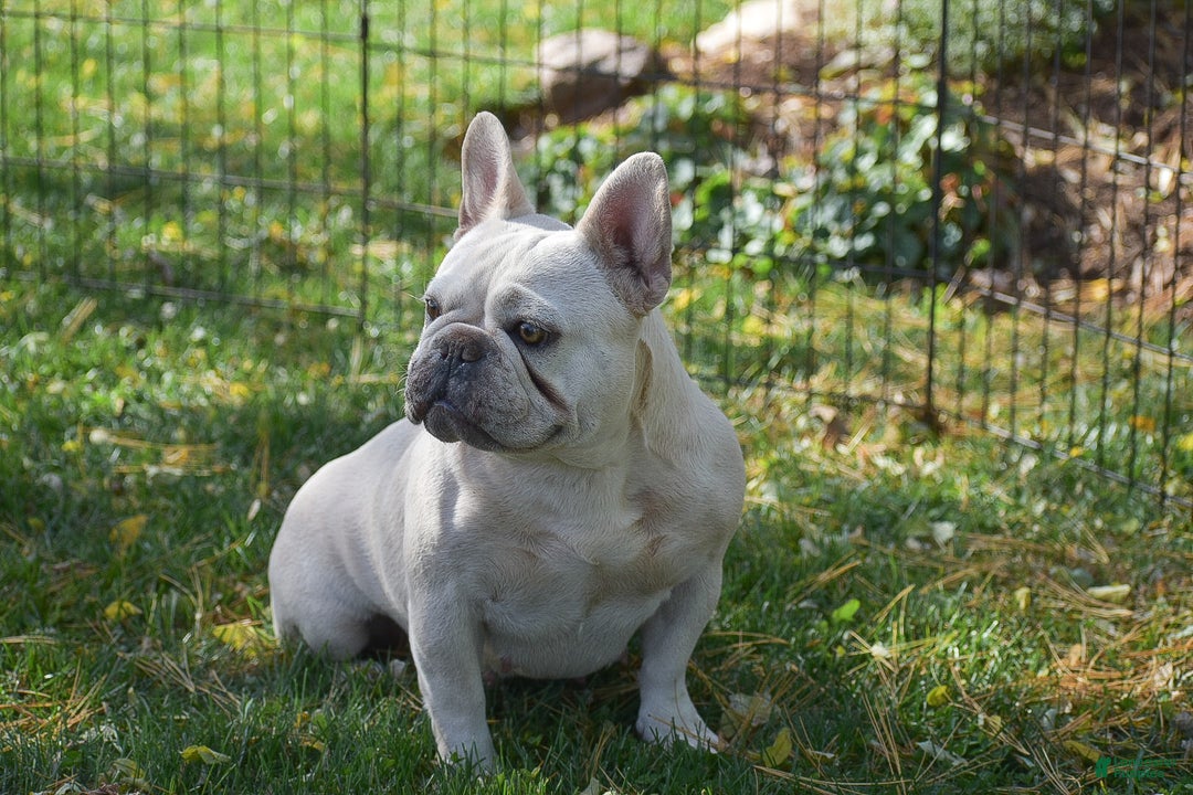 French Bulldog dogs for sale: Snowball - Ad 3