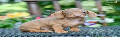 Basil