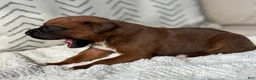 Boxer dogs for sale: Remi - Ad 7