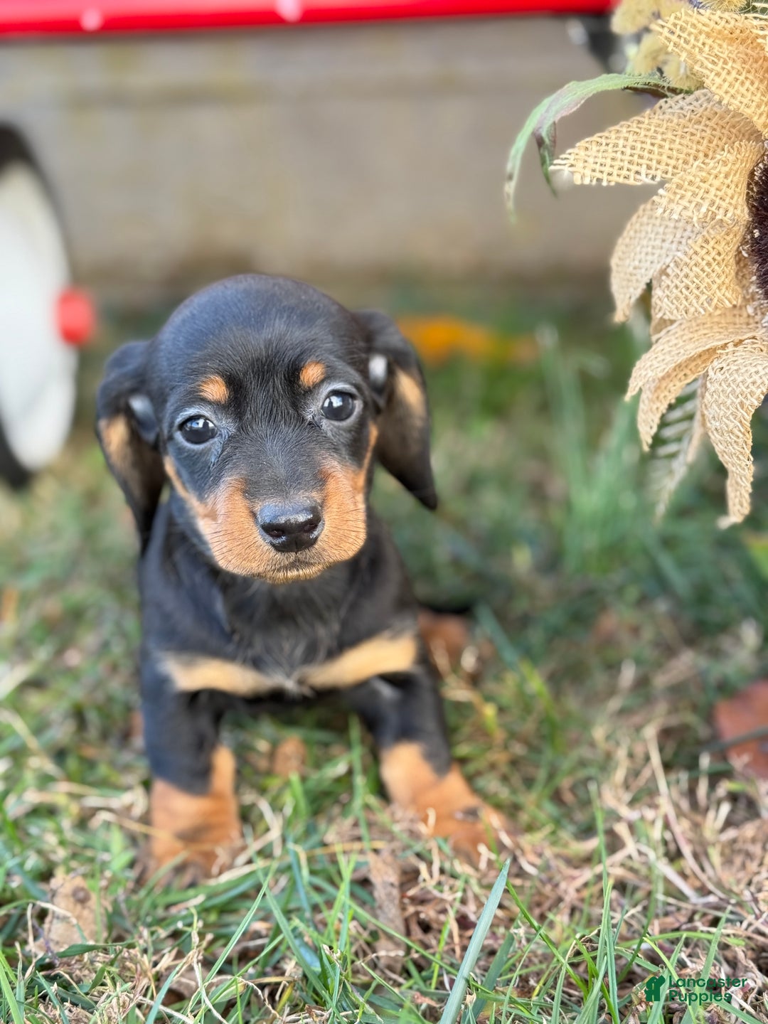 Miniature Dachshund dogs for sale: Clara - Ad 9