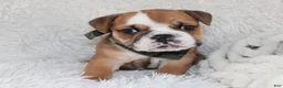 English Bulldog dogs for sale: AKC Otis - Ad 10