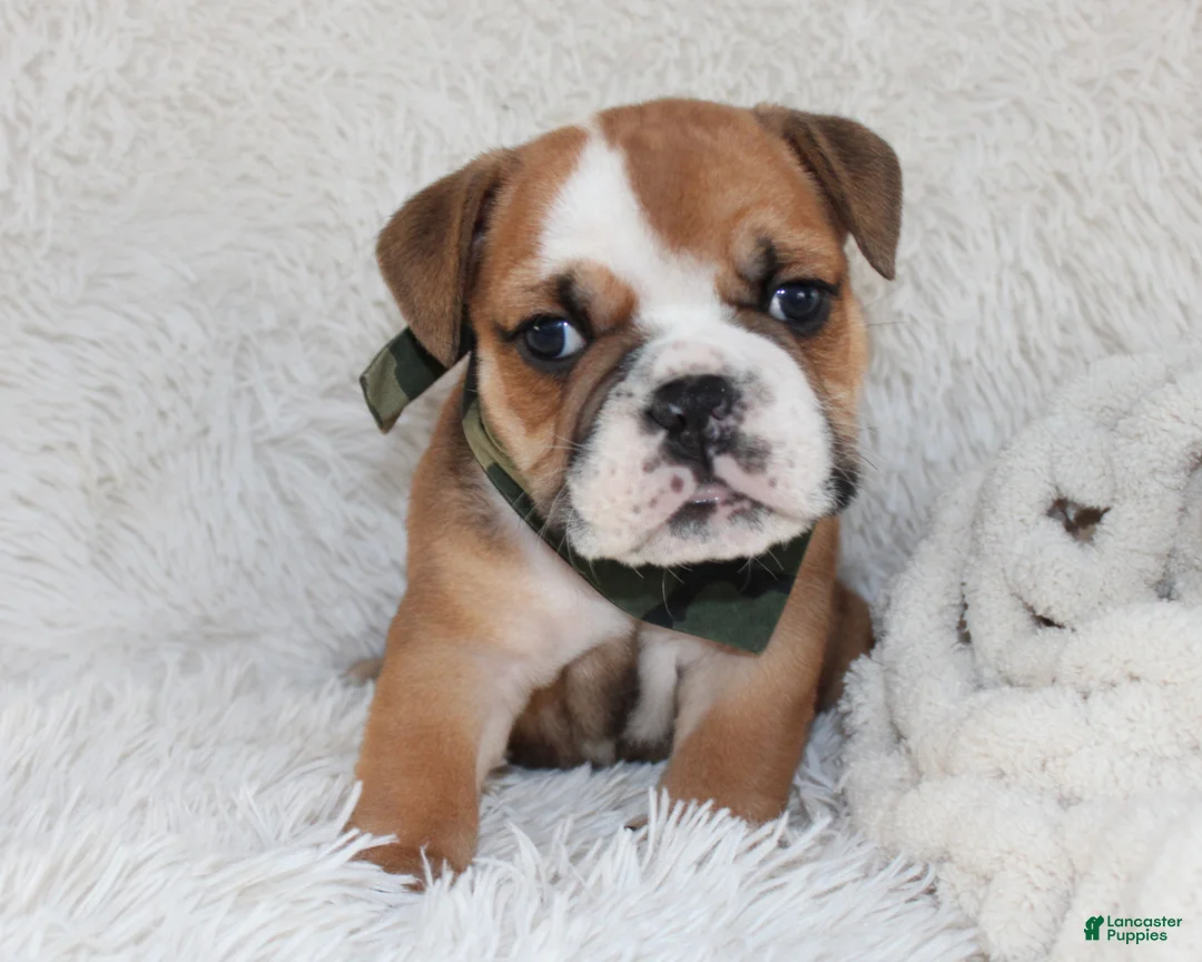 English Bulldog dogs for sale: AKC Otis - Ad 10