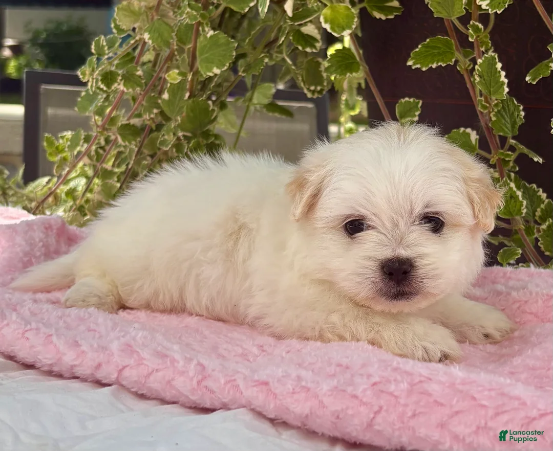 Shih Tzu dogs for sale: Bella Bella  - Ad 1
