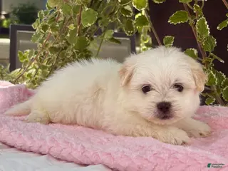Shih Tzu dogs Bella Bella - Ad 18