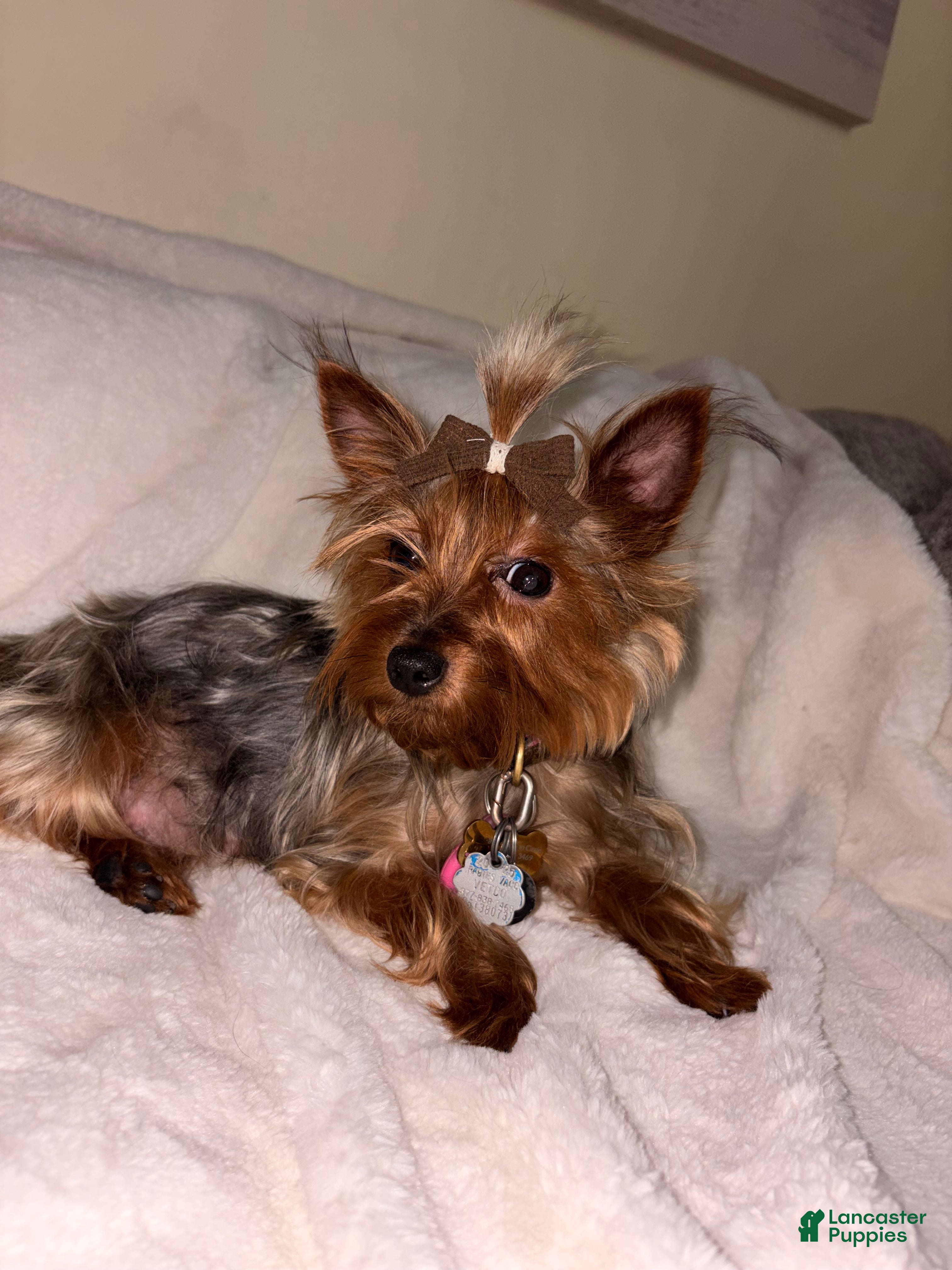 Yorkshire Terrier dogs Yorkshire Terrier 1 - Ad 8